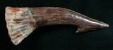 Onchopristis (Giant Sawfish) Tooth #8155-1